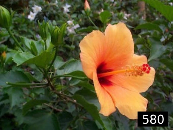 flower