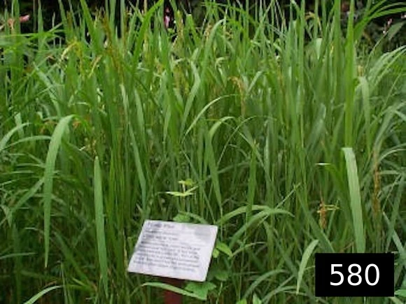 plants